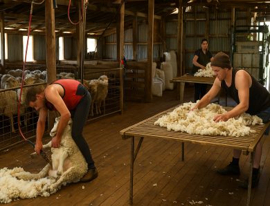 What Happens on a Sheep Farm During Shearing Season